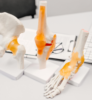 Muskeln, Knochen und Gelenke